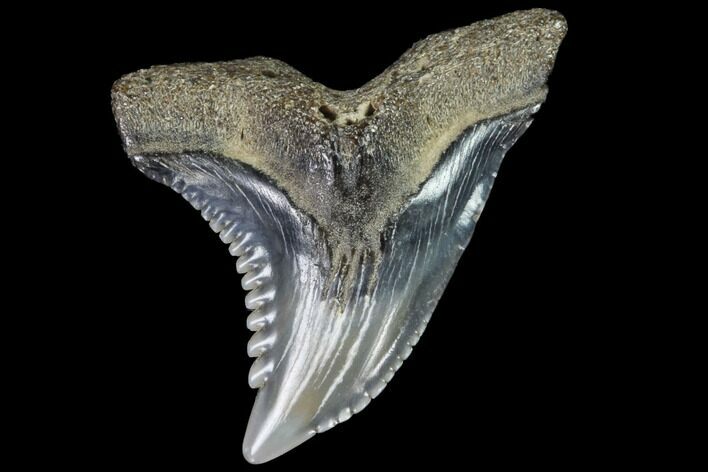 Hemipristis Shark Tooth Fossil - Virginia #96699